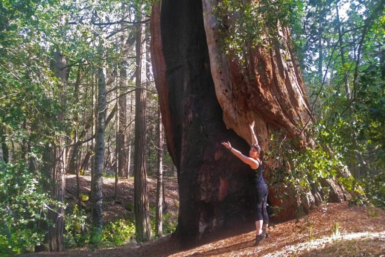 3 Unexpected Peaceful Places To Marvel At Giant Sequoias Run With Amber 8684