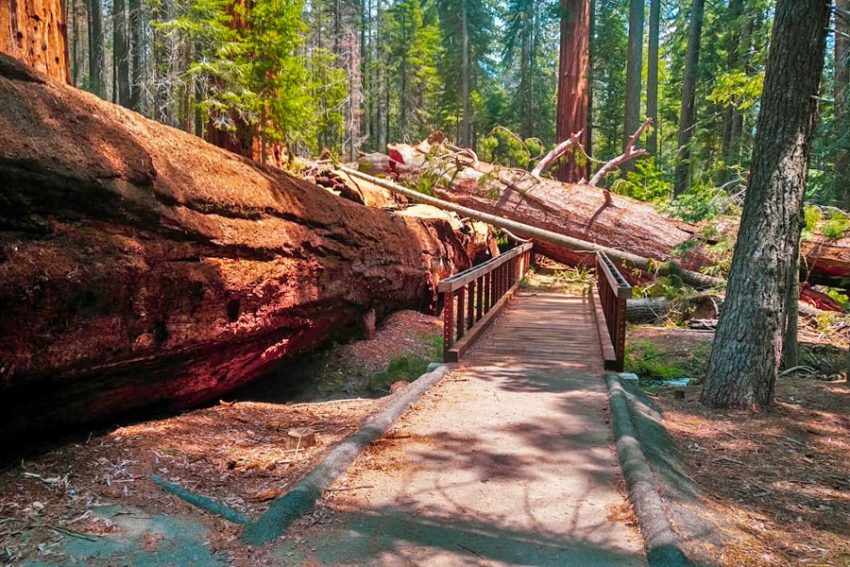 3 Unexpected Peaceful Places To Marvel At Giant Sequoias Run With Amber 9307